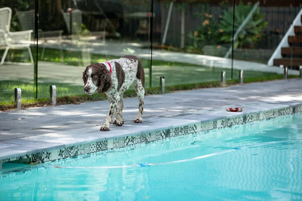 Erkek Springer Spaniel köpeği arka bahçedeki havuzun yanında sessizce duruyor.