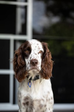 Rahat Springer Spaniel evin verandasında oturuyor.