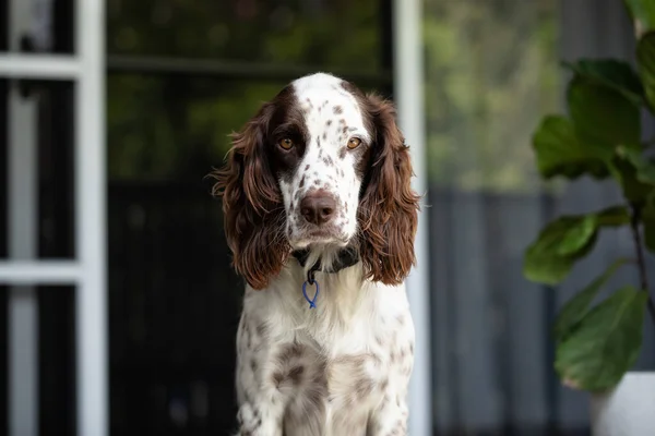 Rahat Springer Spaniel evin verandasında oturuyor.