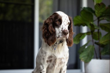 Rahat Springer Spaniel evin verandasında oturuyor.