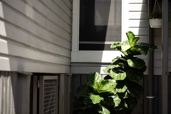 Large fiddle leaf fig house plant in dappled afternoon light casting interesting shadows