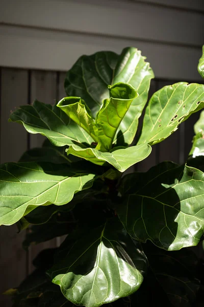 Large fiddle leaf fig house plant in dappled afternoon light casting interesting shadows