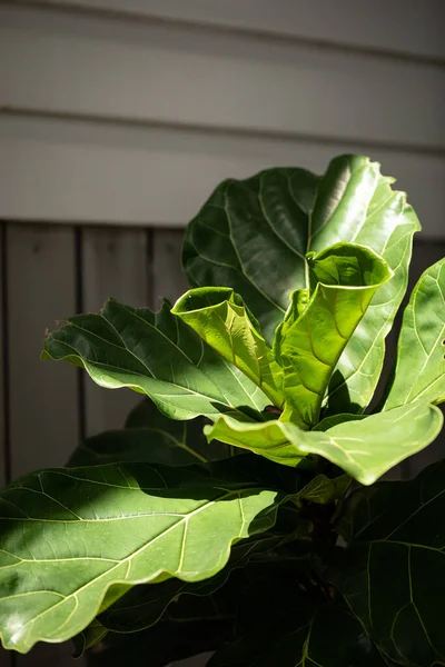 Large fiddle leaf fig house plant in dappled afternoon light casting interesting shadows