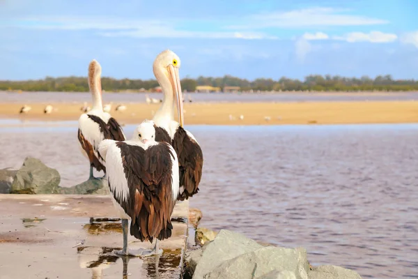 Pelicans congregating at local fish cleaning facilities waiting to be fed by local fisherman at Forster-Tuncurry, NSW Australia