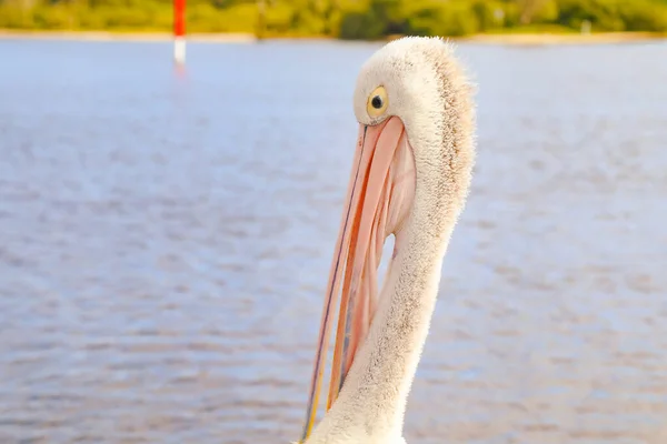 Pelikane Versammeln Sich Lokalen Fischreinigungsanlagen Und Warten Darauf Von Lokalen — Stockfoto