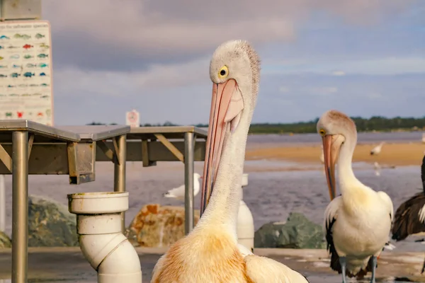Pelikane Versammeln Sich Lokalen Fischreinigungsanlagen Und Warten Darauf Von Lokalen — Stockfoto