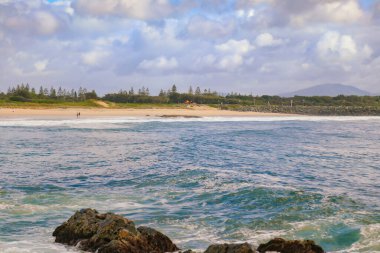 Yunuslar Forster NSW Avustralya sahiline yakın yüzüyorlar.