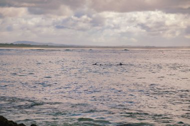 Yunuslar Forster NSW Avustralya sahiline yakın yüzüyorlar.