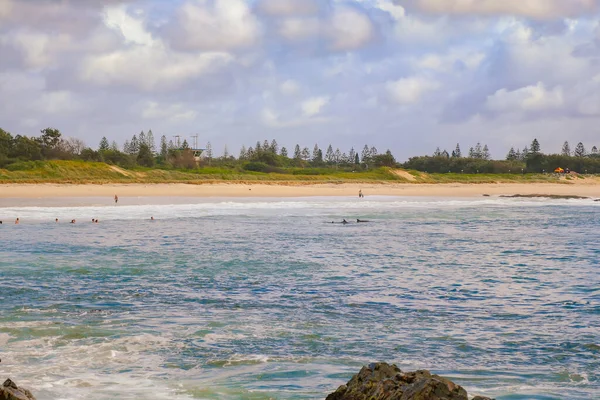 Dolfijnen Zwemmen Dichtbij Het Strand Bij Forster Nsw Australië — Stockfoto
