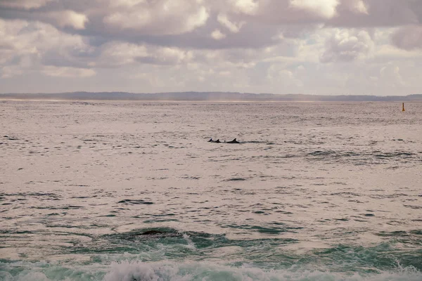 Dolphins Swimming Close Beach Forster Nsw Australia — Foto de Stock