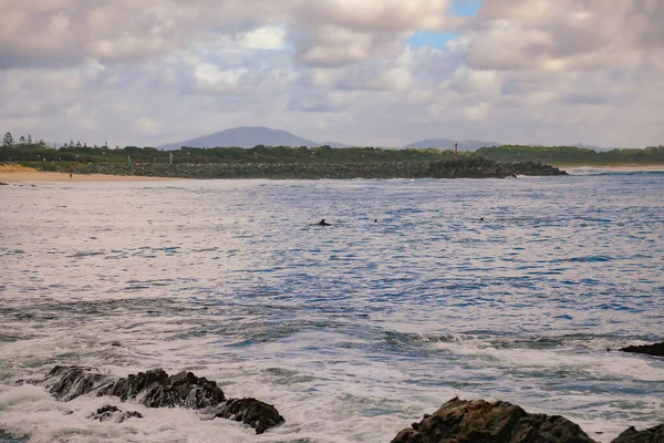 Dolphins Κολύμπι Κοντά Στην Παραλία Στο Forster Nsw Αυστραλία — Φωτογραφία Αρχείου