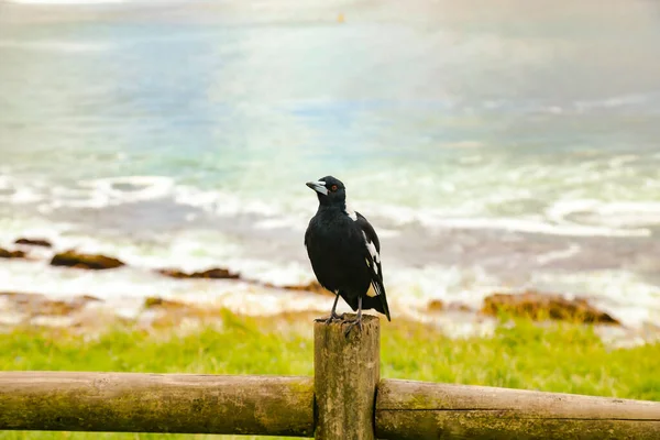Magpie Sitting Fence Bennetts Head Lookout Forster Nsw Australia — Fotografia de Stock