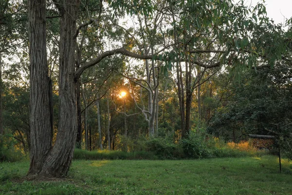 Krásný Klidný Západ Slunce Australském Keři — Stock fotografie