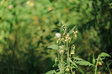 Avustralya çalılıklarında süt devedikeni haftası.