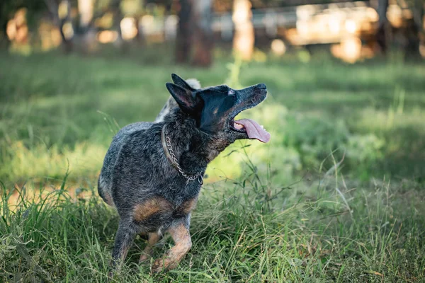 Blauer Rinderhund Spielt Australischen Busch Mit Heraushängender Zunge — Stockfoto