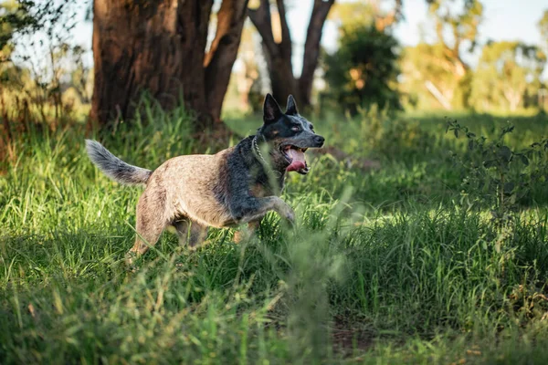 Blauer Rinderhund Spielt Australischen Busch Mit Heraushängender Zunge — Stockfoto