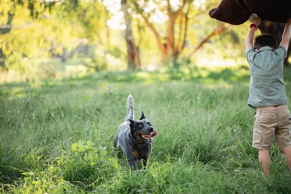 Perro Ganado Tacón Azul Jugando Arbusto Australiano Con Niño —  Fotos de Stock