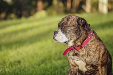 Amerikan Bulldog cins köpeği somurtkan suratıyla çimenlerde oturuyor.