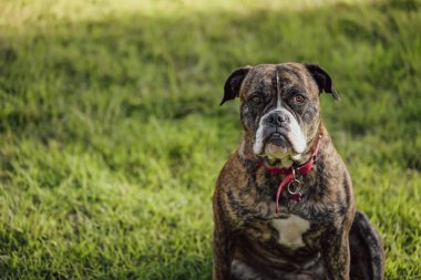Amerikan Bulldog cins köpeği somurtkan suratıyla çimenlerde oturuyor.