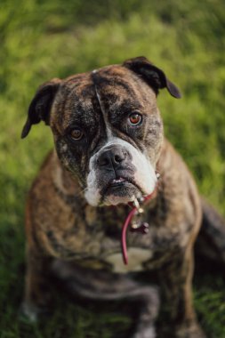 Amerikan Bulldog cins köpeği somurtkan suratıyla çimenlerde oturuyor.