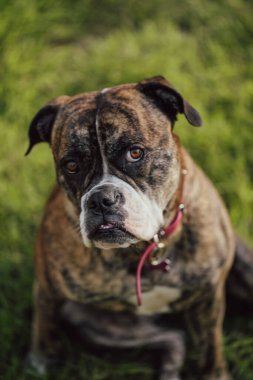 Amerikan Bulldog cins köpeği somurtkan suratıyla çimenlerde oturuyor.