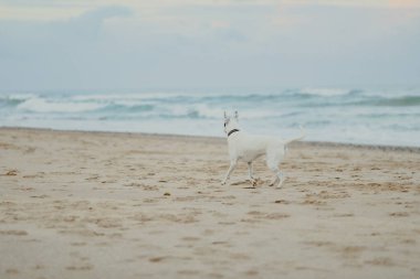 Küçük siyah-beyaz melez tilki teriyeri kumlu köpek dostu plajda oynuyor.