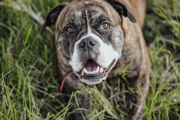 Grumpy looking American Bulldog breed dog lying in long grass looking up