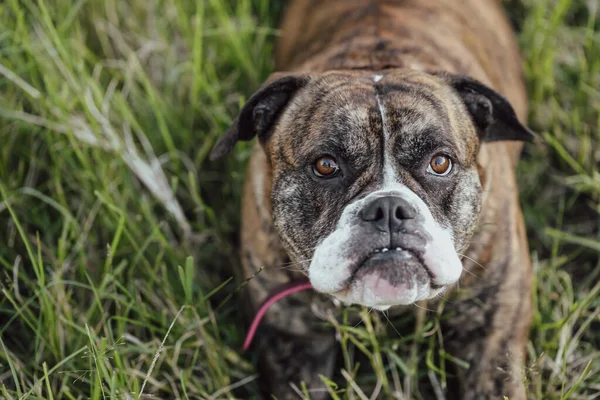 Huysuz görünümlü Amerikan Bulldog 'u uzun otların arasında uzanmış yukarıya bakıyor.