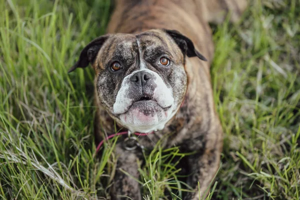 Mürrisch Aussehender Amerikanischer Bulldoggen Mischlingshund Liegt Langen Gras Und Schaut — Stockfoto
