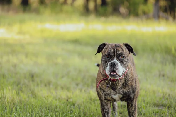 Amerikan Bulldog cinsi, gün batımında parkta yeşil çimlerin üzerinde duruyor.