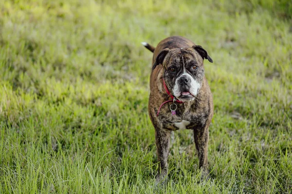 Amerikan Bulldog cinsi, gün batımında parkta yeşil çimlerin üzerinde duruyor.