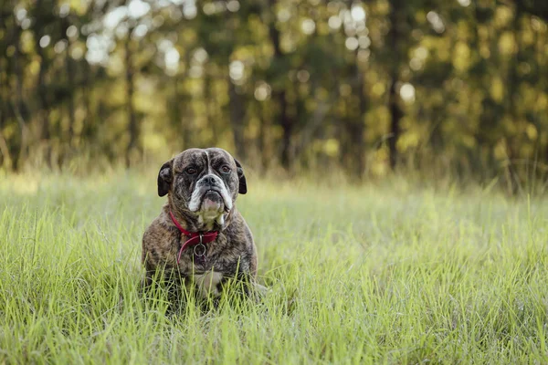 American Bulldog breed dog lying in long grass partially hidden