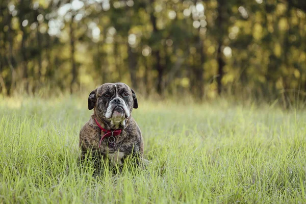 American Bulldog Fajta Kutya Feküdt Hosszú Részben Rejtett — Stock Fotó