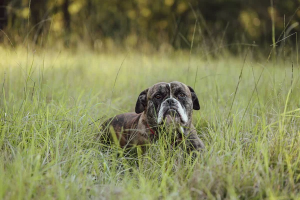 American Bulldog breed dog lying in long grass partially hidden