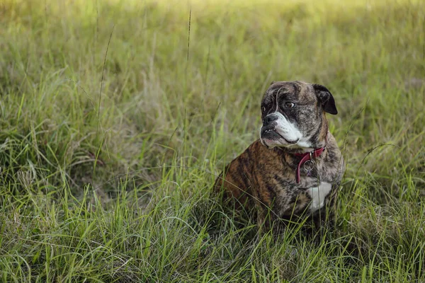 American Bulldog breed dog lying in long grass partially hidden