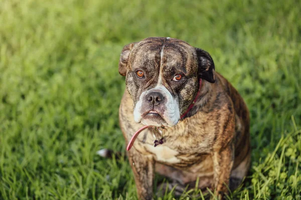 Amerikai Bulldog Tenyészt Kutya Füvön Zsémbes Arc Kifejezés — Stock Fotó