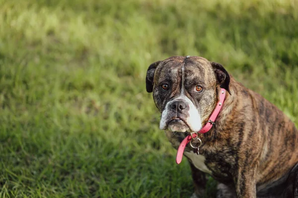 Amerikan Bulldog cins köpeği somurtkan suratıyla çimenlerde oturuyor.