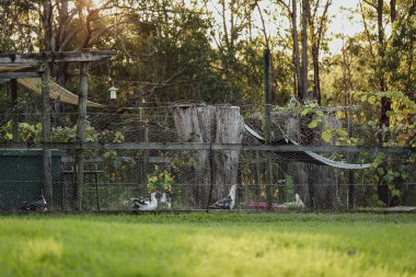 Gün batımında pitoresk çiftlikte ördek kafesi