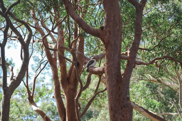 Kookaburra Zittend Tak Australische Gom Boom — Stockfoto