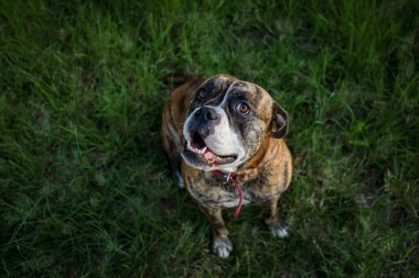 Amerikan Bulldog 'u yemyeşil çimlerin üzerinde yukarı bakıyor