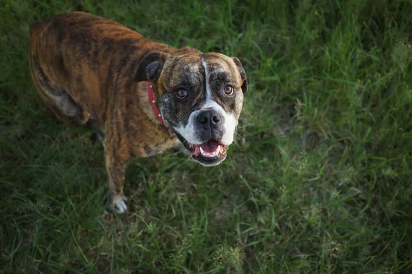 Amerikanische Bulldogge Auf Sattgrünem Gras — Stockfoto