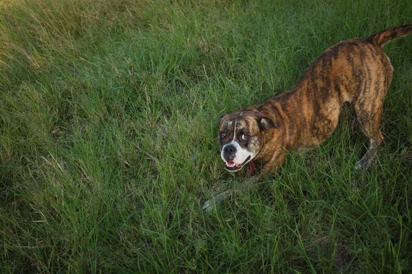 American Bulldog Καταπράσινο Γρασίδι Κοιτάζοντας Πάνω — Φωτογραφία Αρχείου