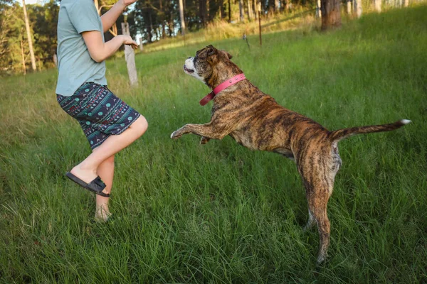 Boy Bermain Dengan Amerika Bulldog Berjalan Dan Bermain Menjadi Aktif — Stok Foto