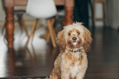 Genç Cavoodle oyuncak kaniş köpeği sabırla mutfakta oturuyor