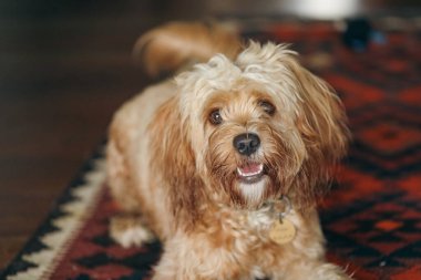 Genç Cavoodle oyuncak kaniş köpeği yerde yatıyor