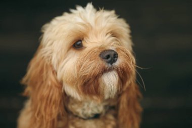 Cavoodle oyuncak kaniş. Yüzün kapağını kapat ve arka planda kal.