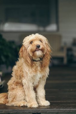 Genç Cavoodle yavrusu evin verandasında sabırla oturuyor. Özel cins köpek..