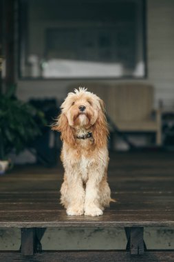 Genç Cavoodle yavrusu evin verandasında sabırla oturuyor. Özel cins köpek..
