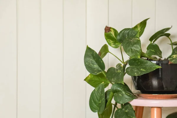 Sprawling Indoor Plant Pink Stool White Wall Provides Copy Space — Stock Photo, Image