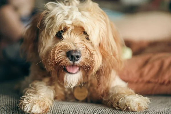 Genç Cavoodle oyuncak kanişi yatakta yatıyor. Özel cins köpek..